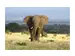 Digitaldruck auf Acrylglas Elefant in Der Steppe image LAND / Grösse: 120 x 80 cm