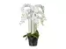 Kunstpflanze Orchidee Weiss im Topf H: 110 cm Gasper