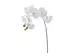 Kunstblume Orchidee Weiss h: 93 cm von Edg