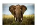 Digitaldruck auf Acrylglas Grosser Elefant image LAND / Grösse: 120 x 80 cm