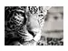 Digitaldruck auf Acrylglas Leopard image LAND / Grösse: 150 x 100 cm