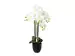 Kunstpflanze Orchidee Weiss im Topf H: 83 cm Gasper